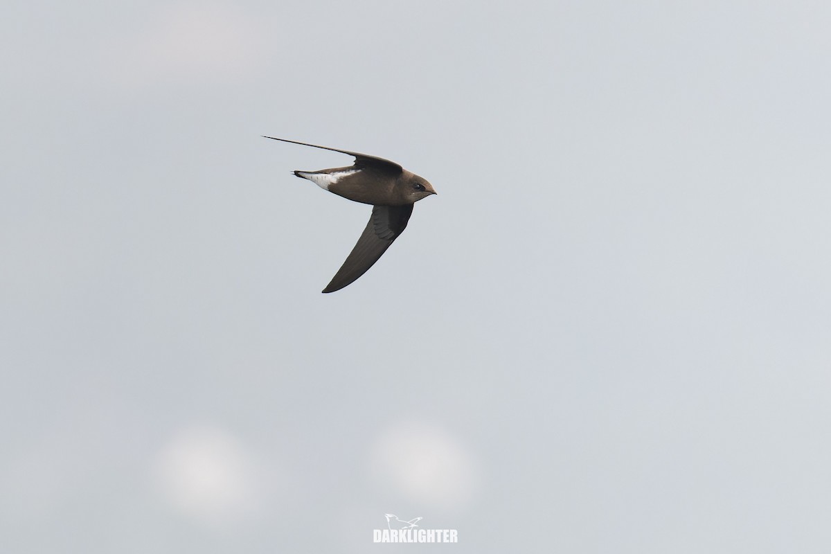 Silver-backed Needletail - ML641834813