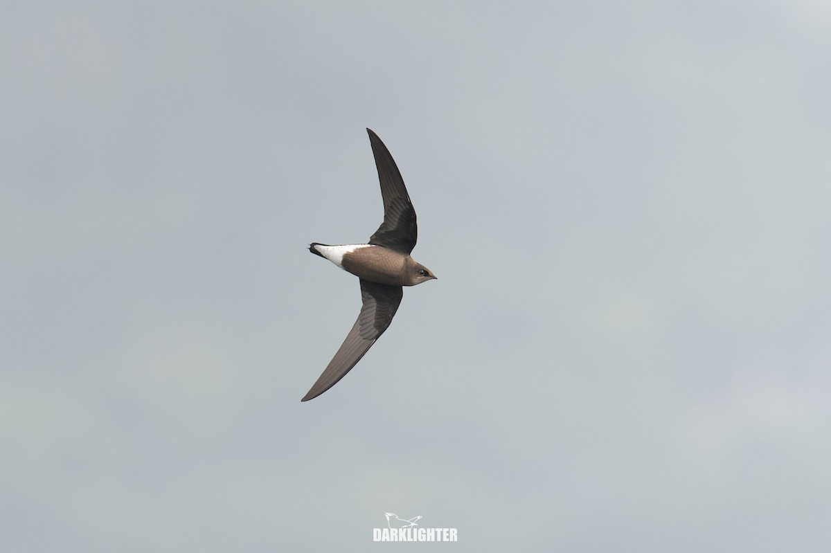 Silver-backed Needletail - ML641834814
