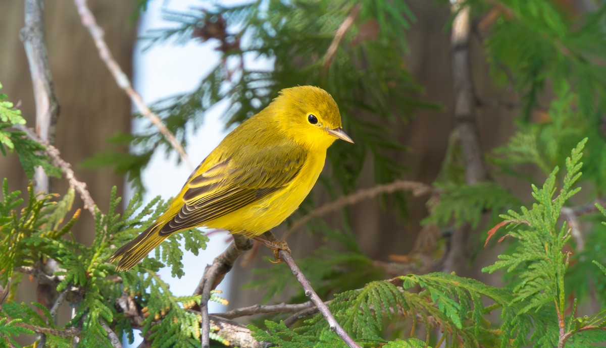 Yellow Warbler (Northern) - ML641834819
