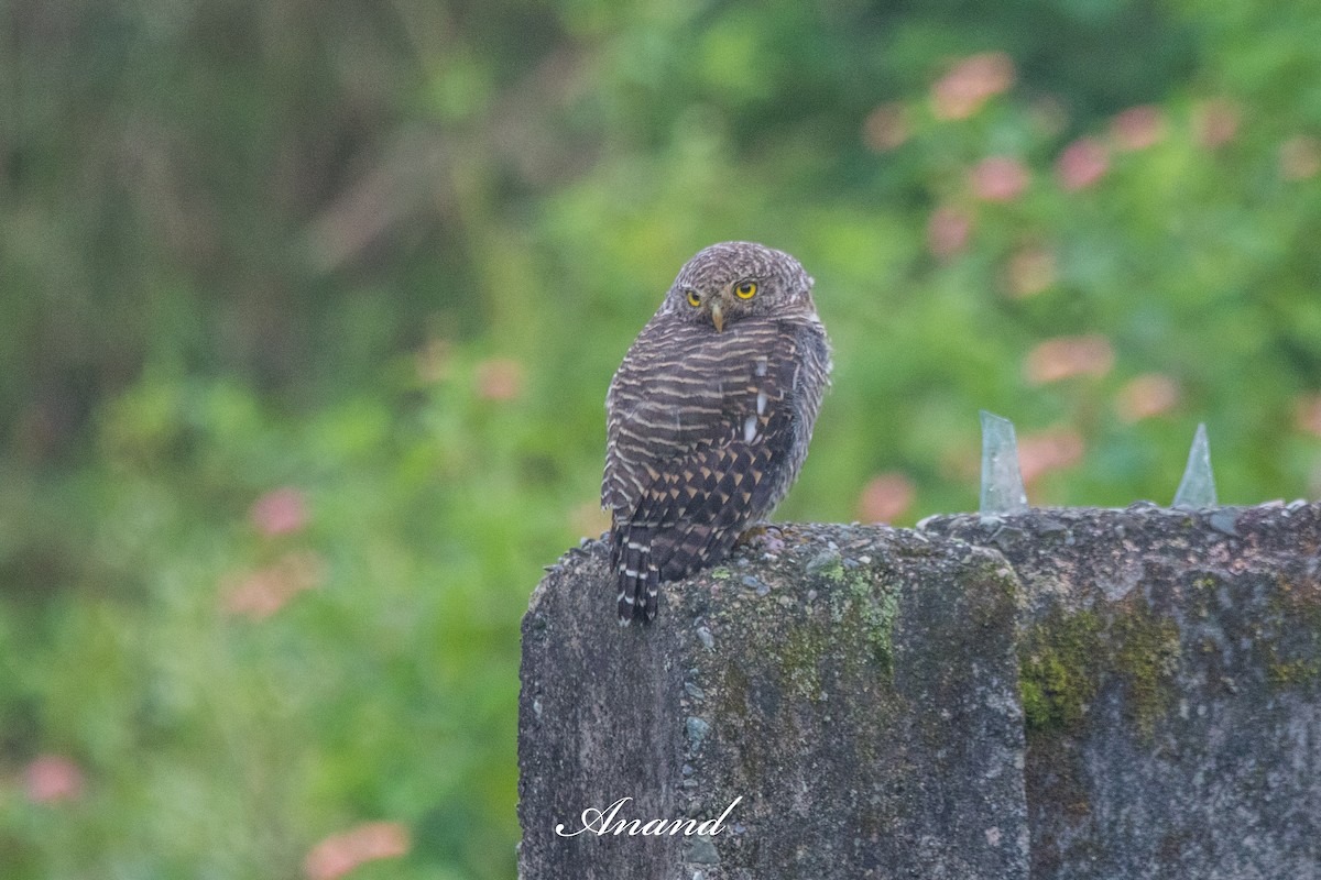 Asian Barred Owlet - ML641834836