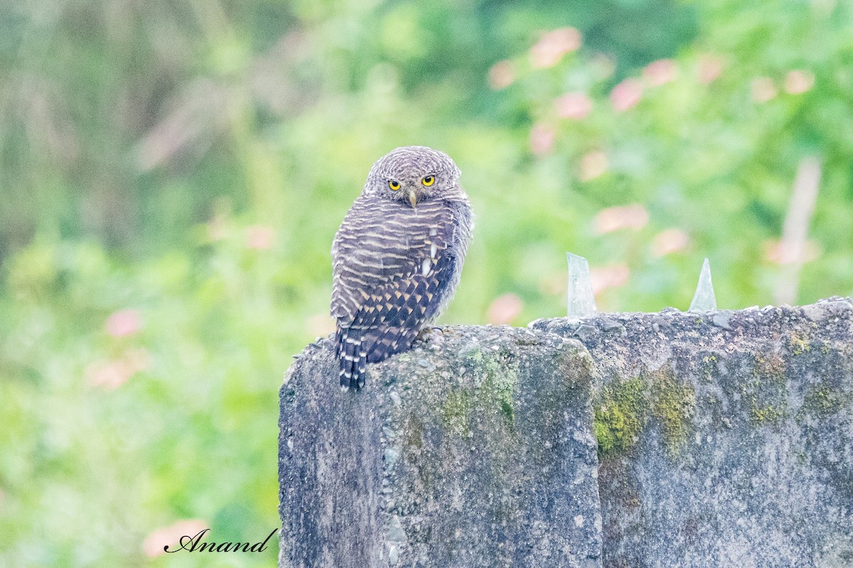 Asian Barred Owlet - ML641834837