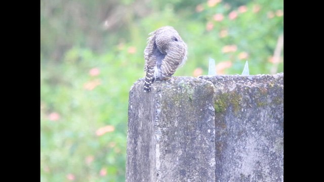 Asian Barred Owlet - ML641834853