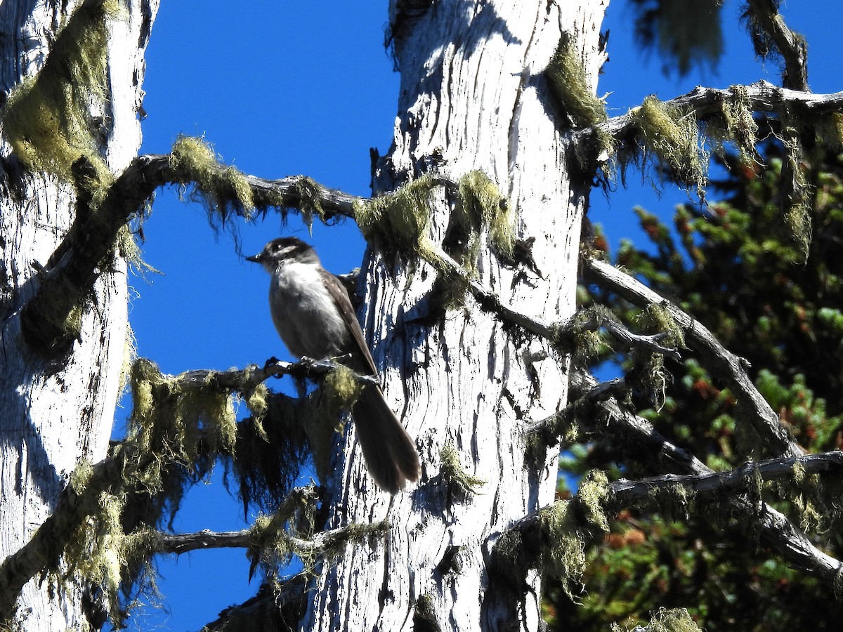 Canada Jay (Pacific) - ML641834892