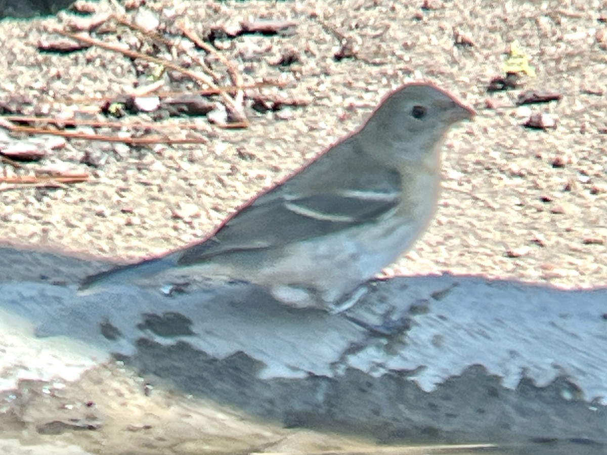 Lazuli Bunting - ML641834902