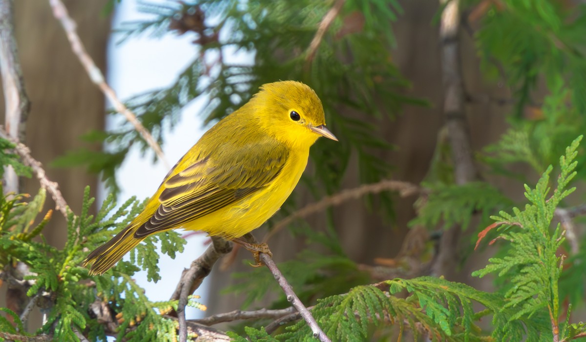 Yellow Warbler (Northern) - ML641834914