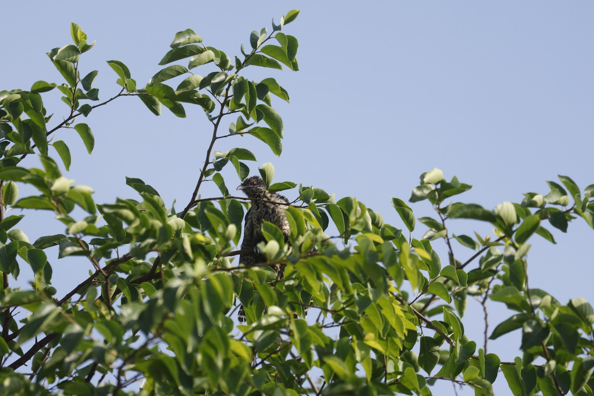 Asian Koel - ML641834945