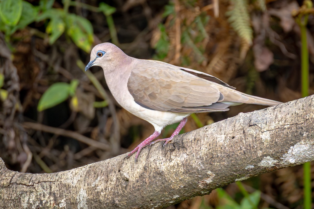 White-tipped Dove - ML641834972