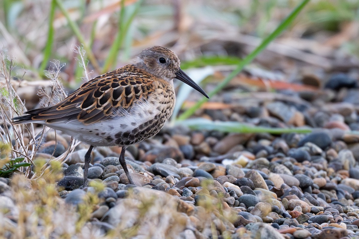 Dunlin - ML641835013