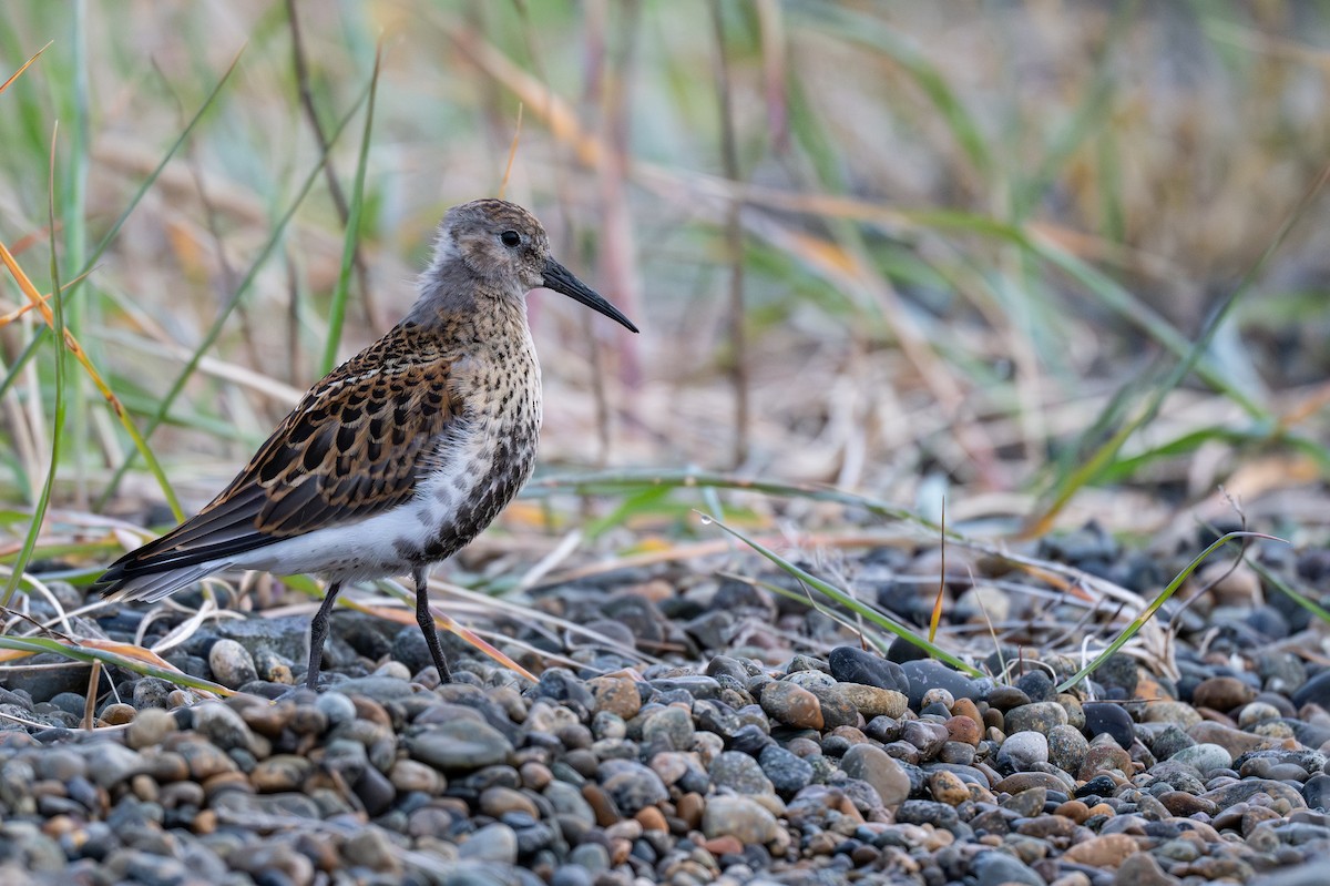 Dunlin - ML641835017