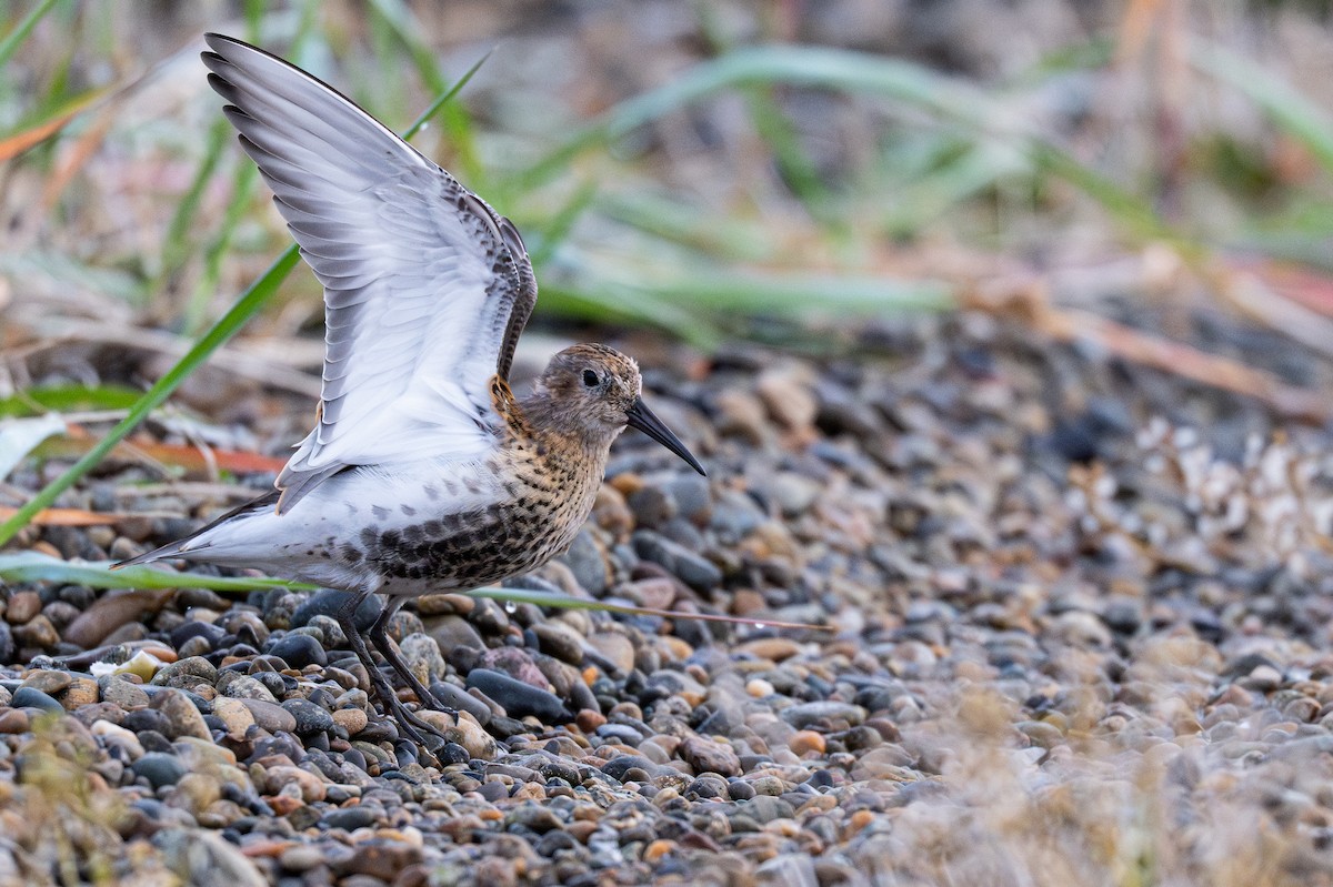 Dunlin - ML641835018