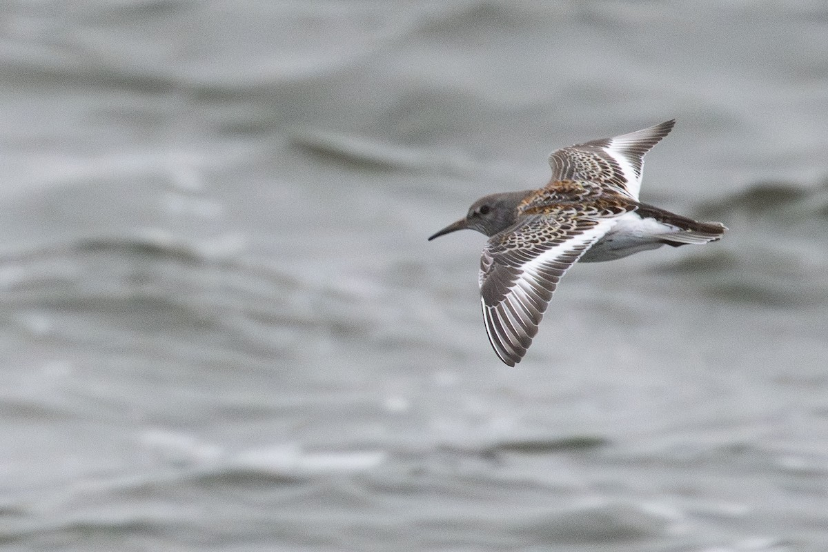 Rock Sandpiper - ML641835064