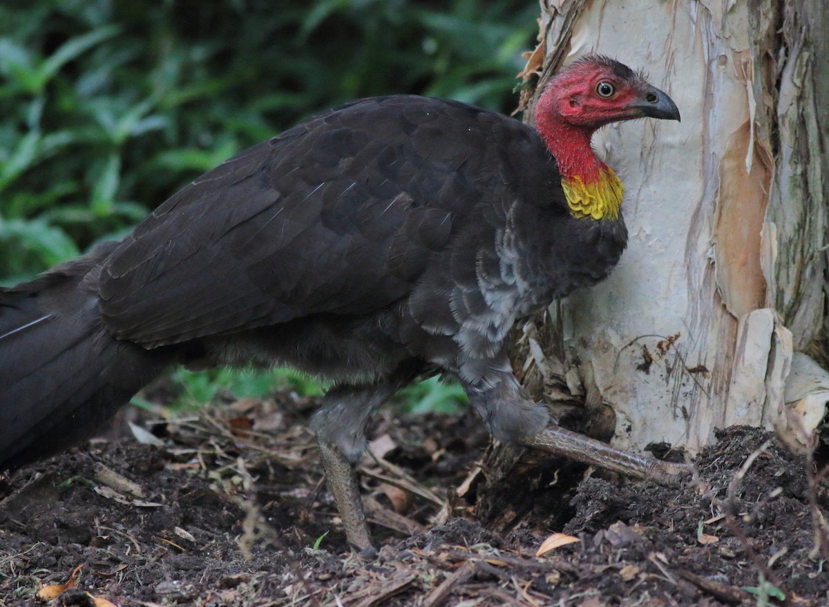 Australian Brushturkey - ML641835068