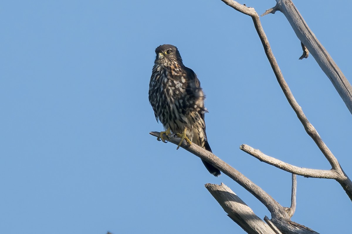 Merlin - ML641835092