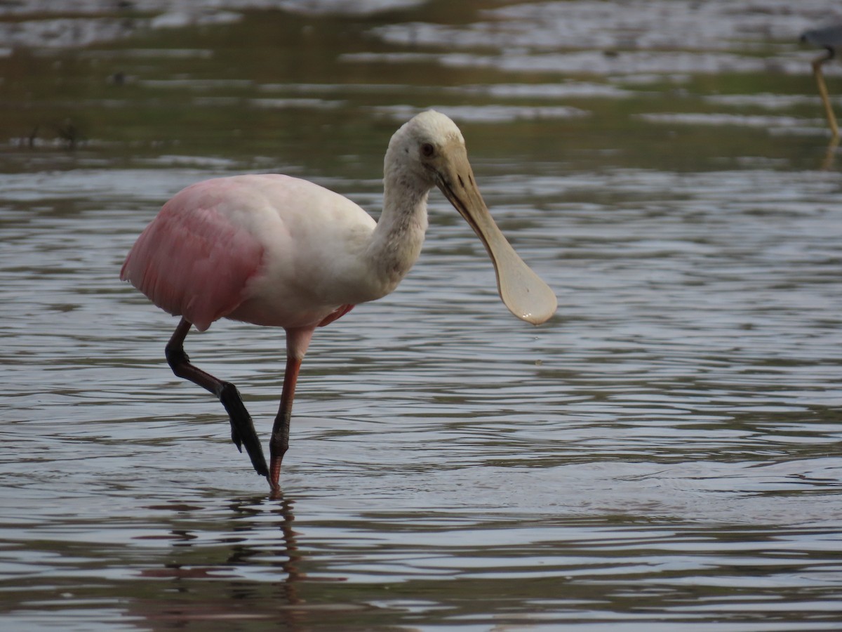 Roseate Spoonbill - ML641835120