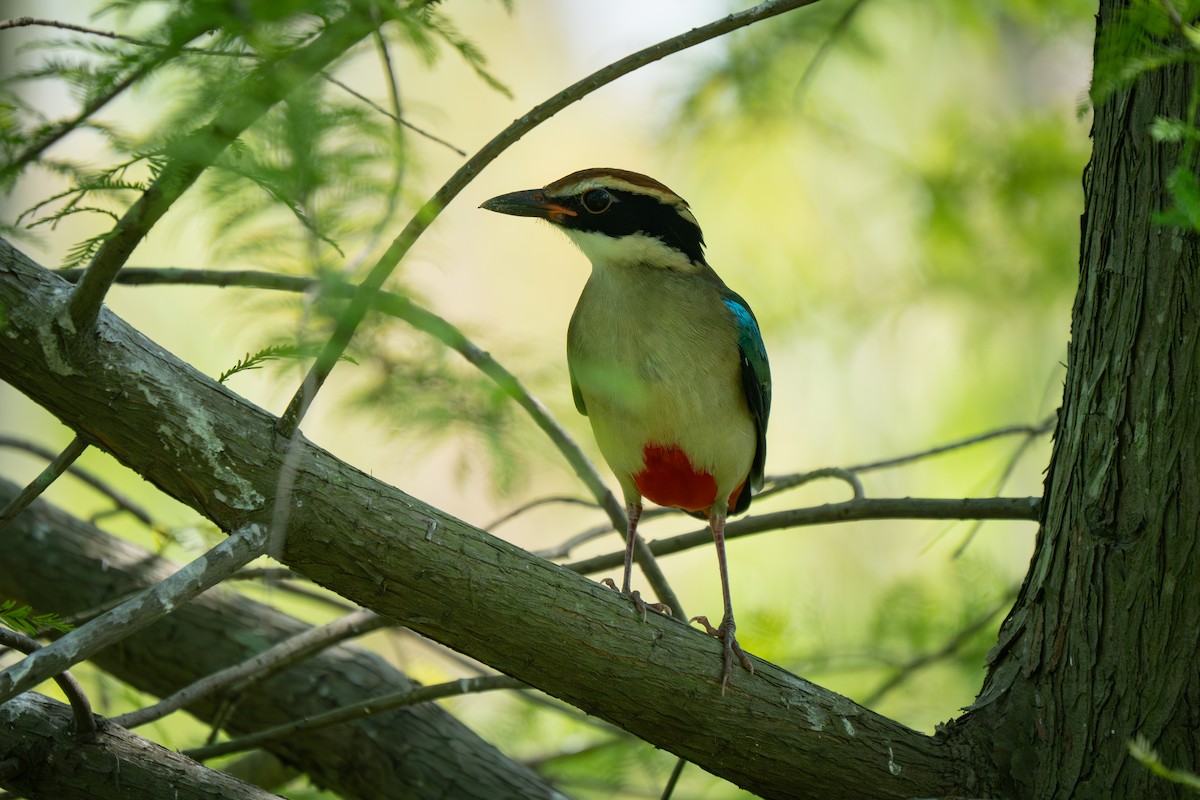 Fairy Pitta - ML641835122