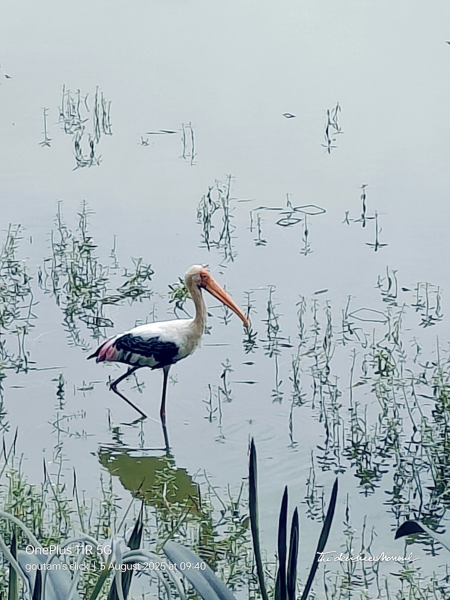 Painted Stork - ML641835133