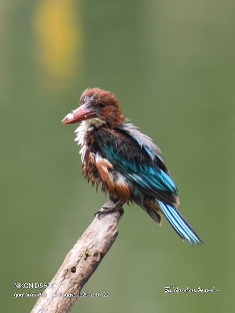 White-throated Kingfisher - ML641835138