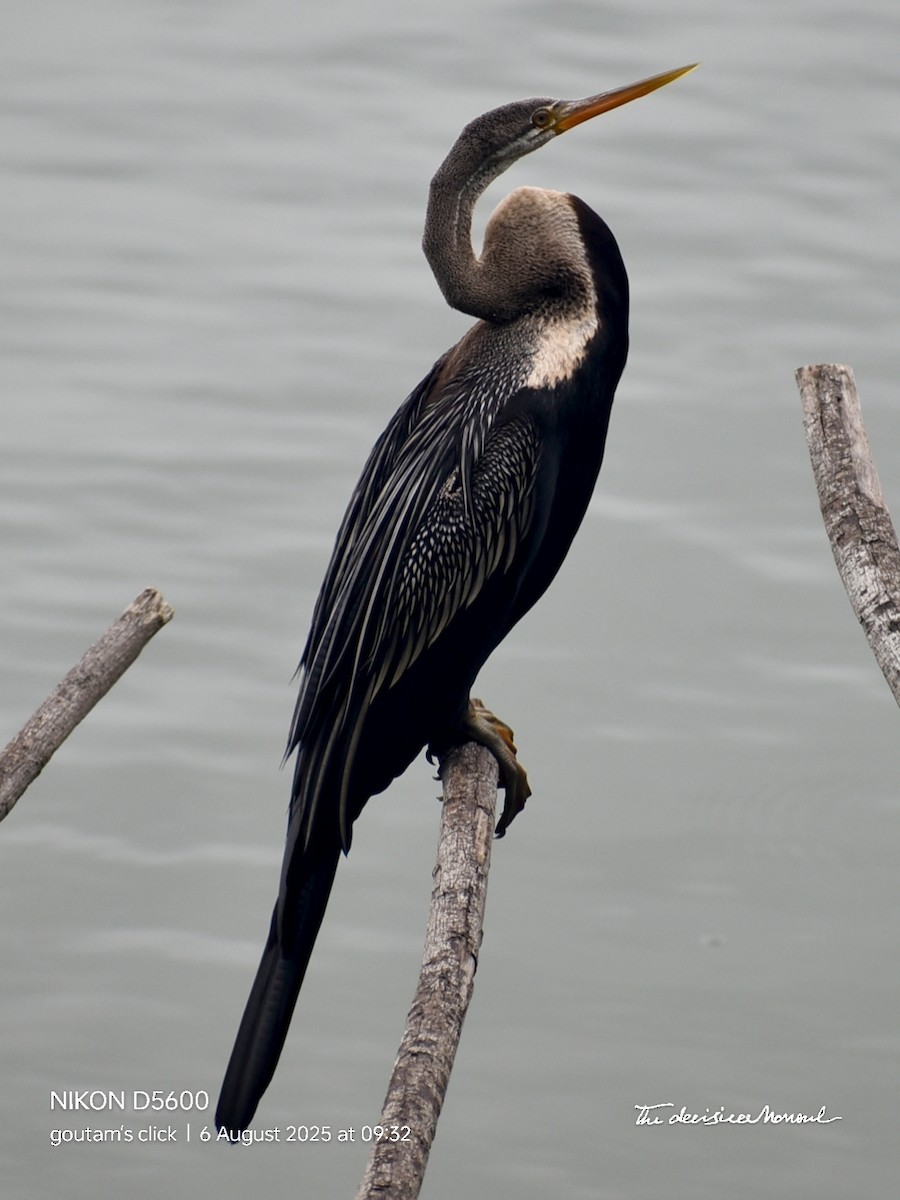 Oriental Darter - ML641835143