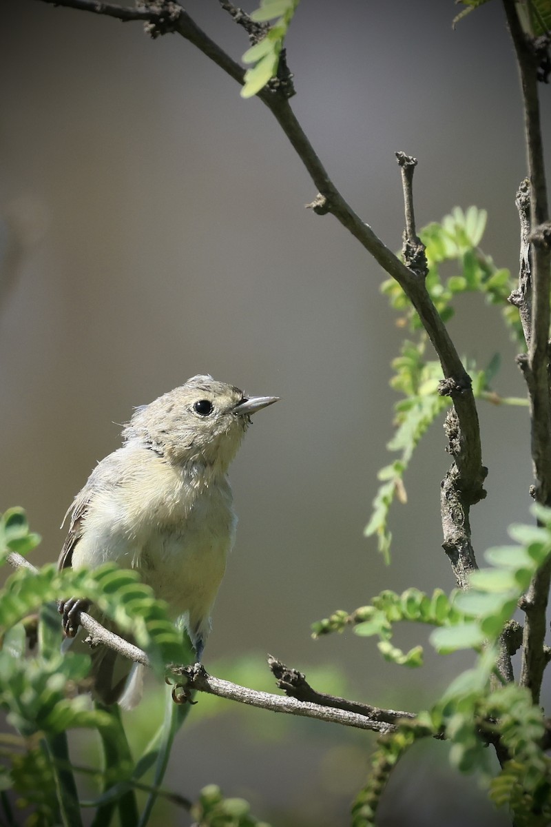 Lucy's Warbler - ML641835153