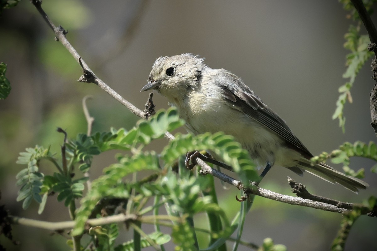 Lucy's Warbler - ML641835154
