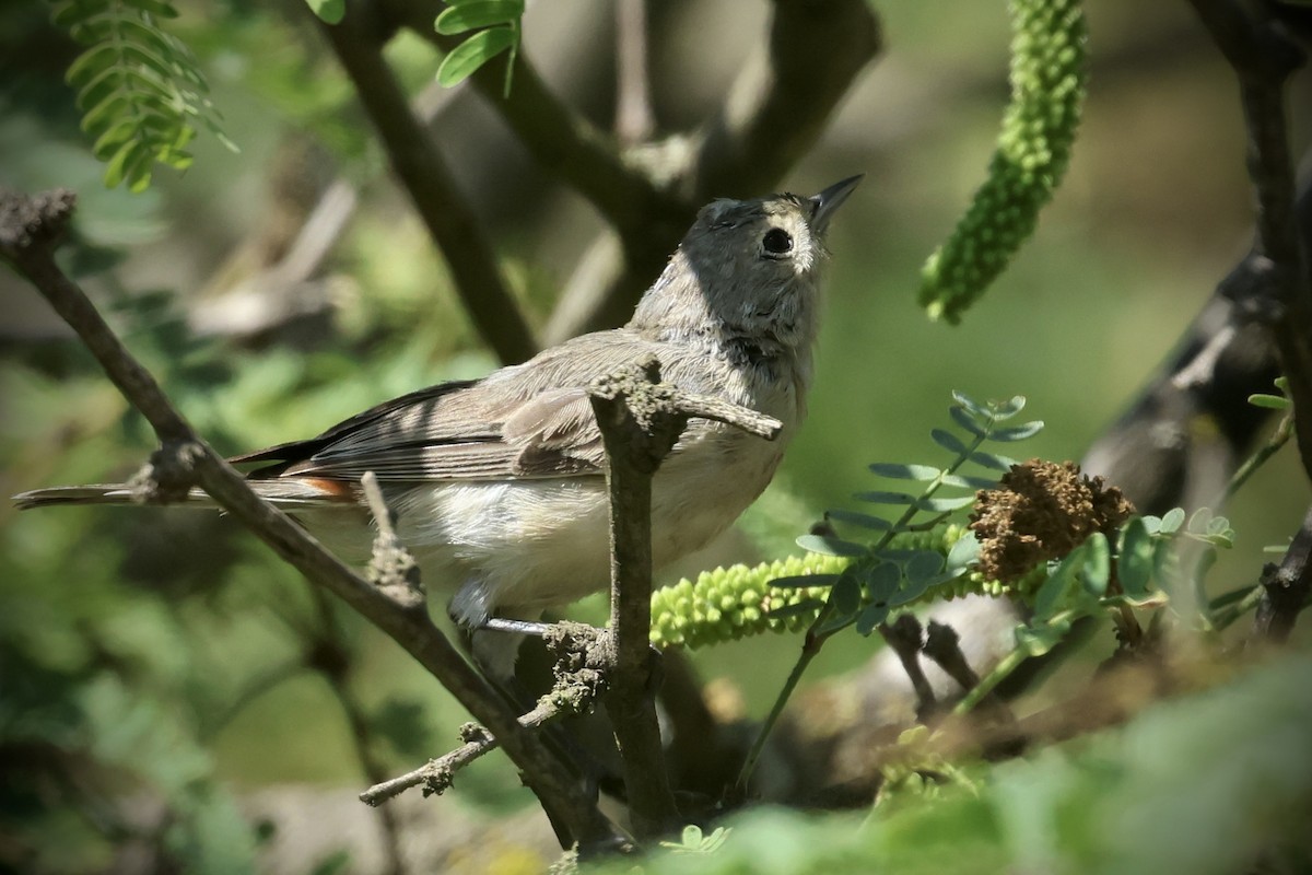 Lucy's Warbler - ML641835155