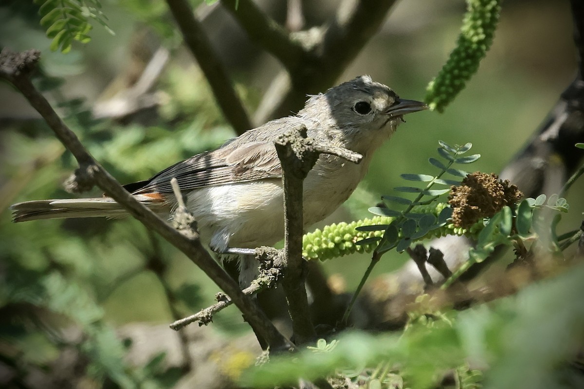 Lucy's Warbler - ML641835156