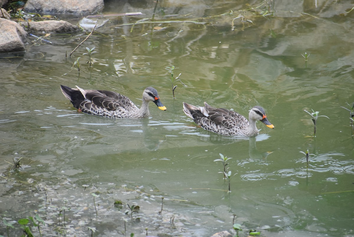 Indian Spot-billed Duck - ML641835170