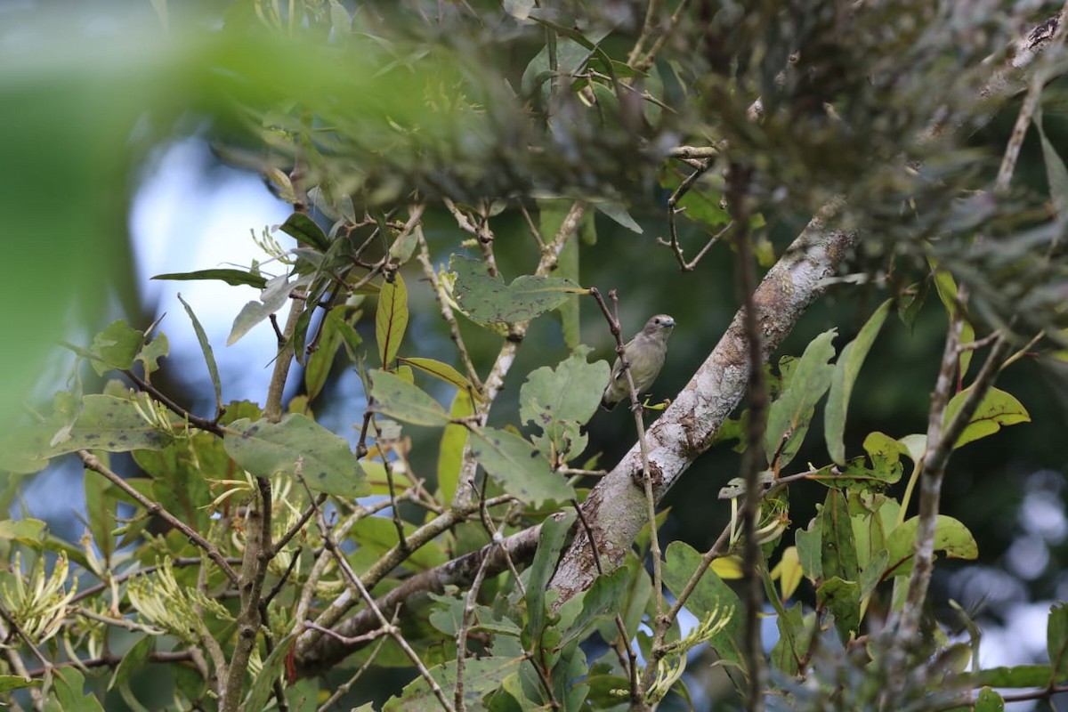 Nilgiri Flowerpecker - ML641835176