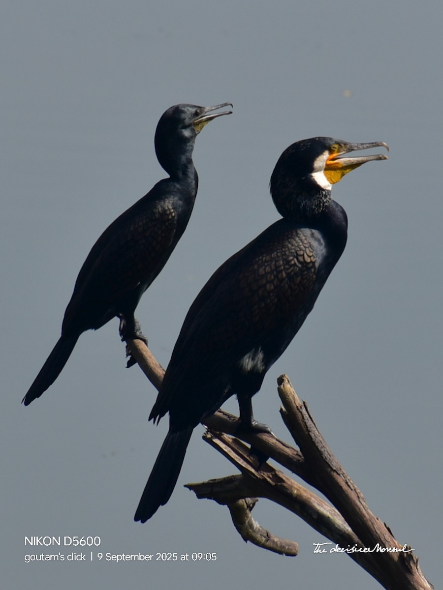 Great Cormorant - ML641835181