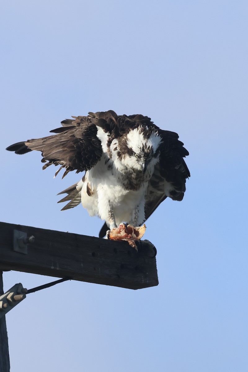 Águila Pescadora - ML641835184