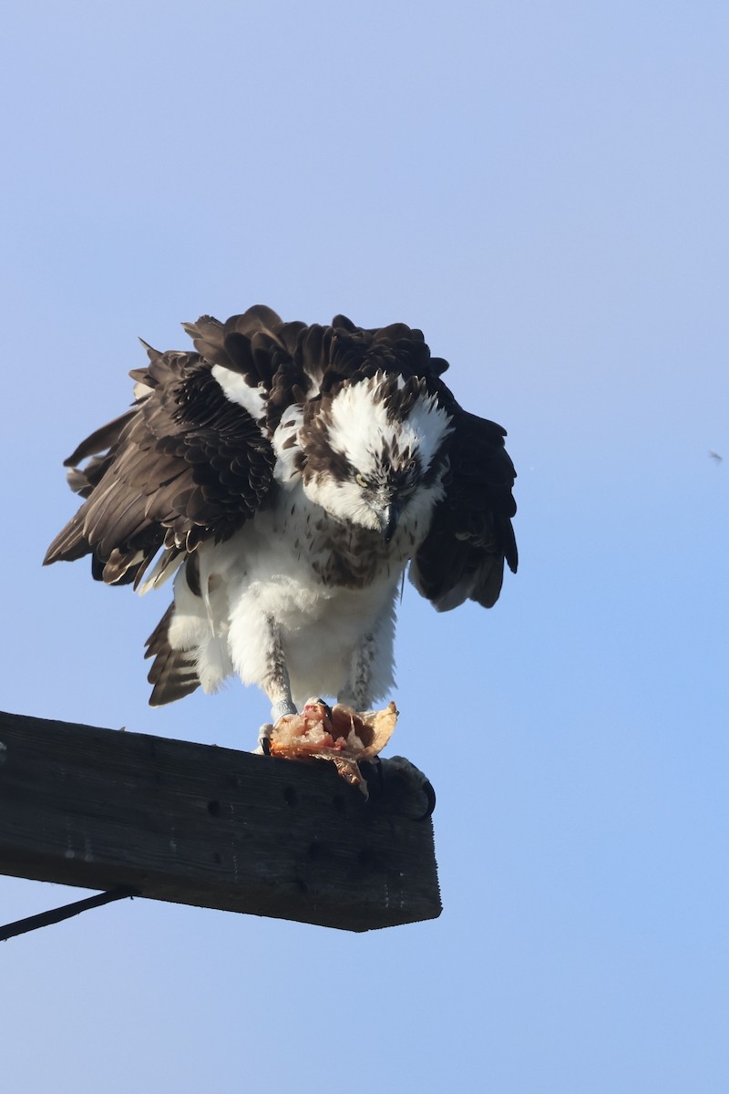 Águila Pescadora - ML641835185