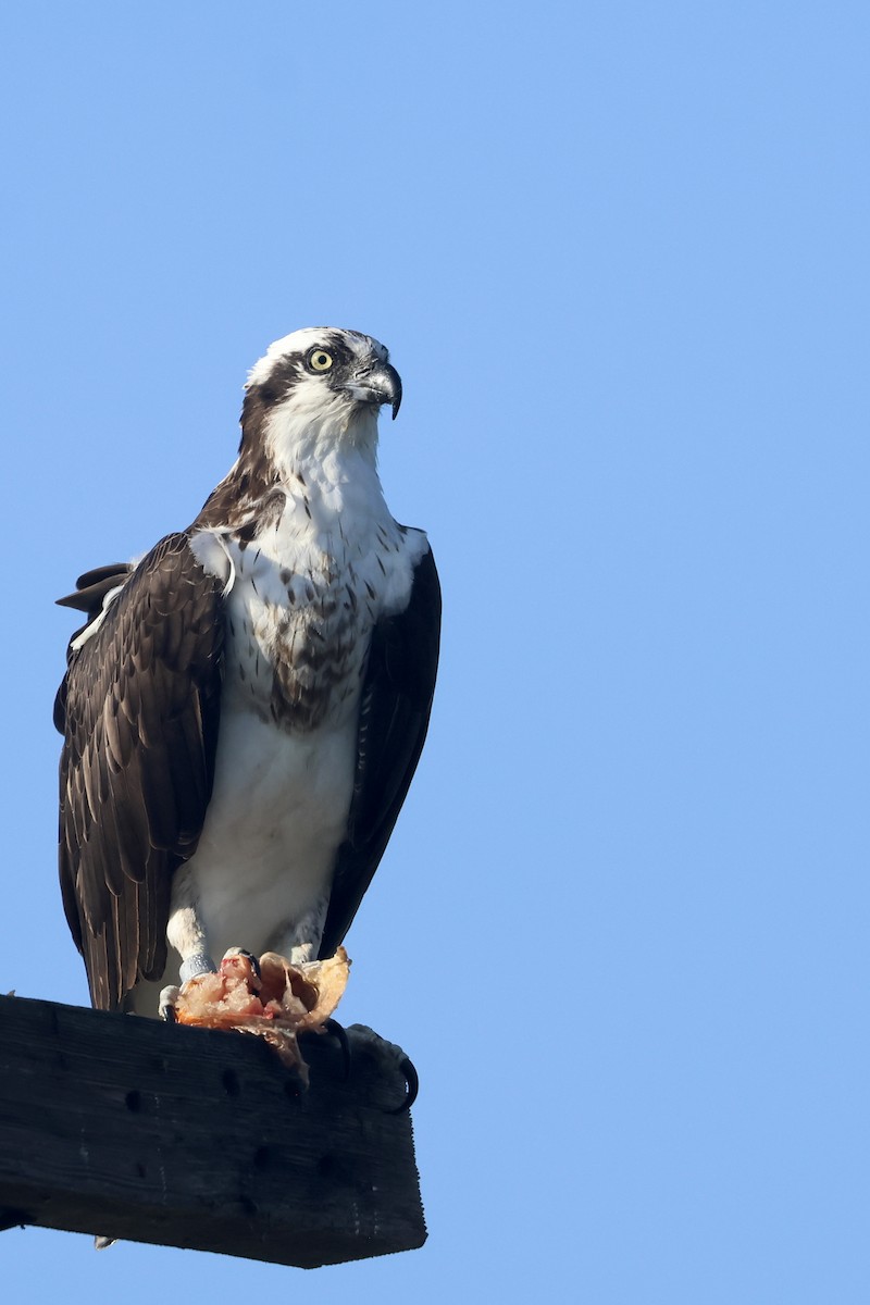 Águila Pescadora - ML641835186