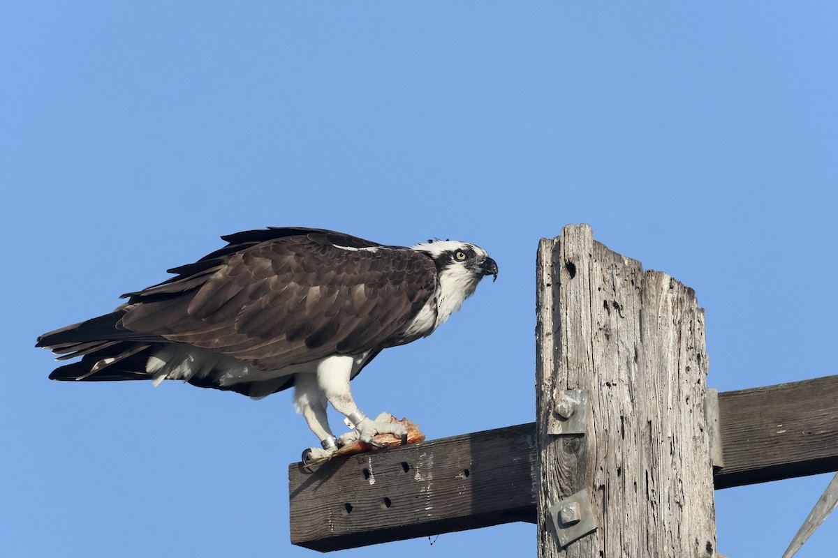 Águila Pescadora - ML641835189