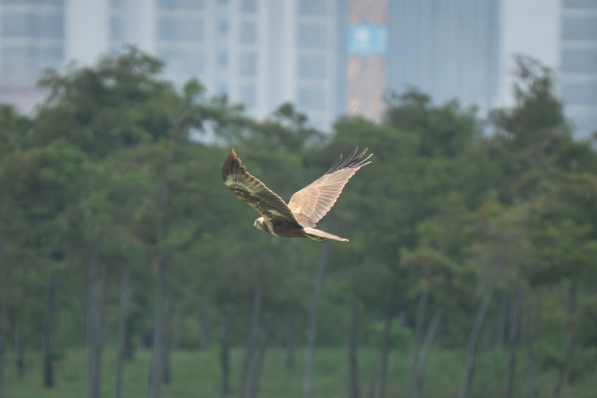 Aguilucho Lagunero Oriental - ML641835202