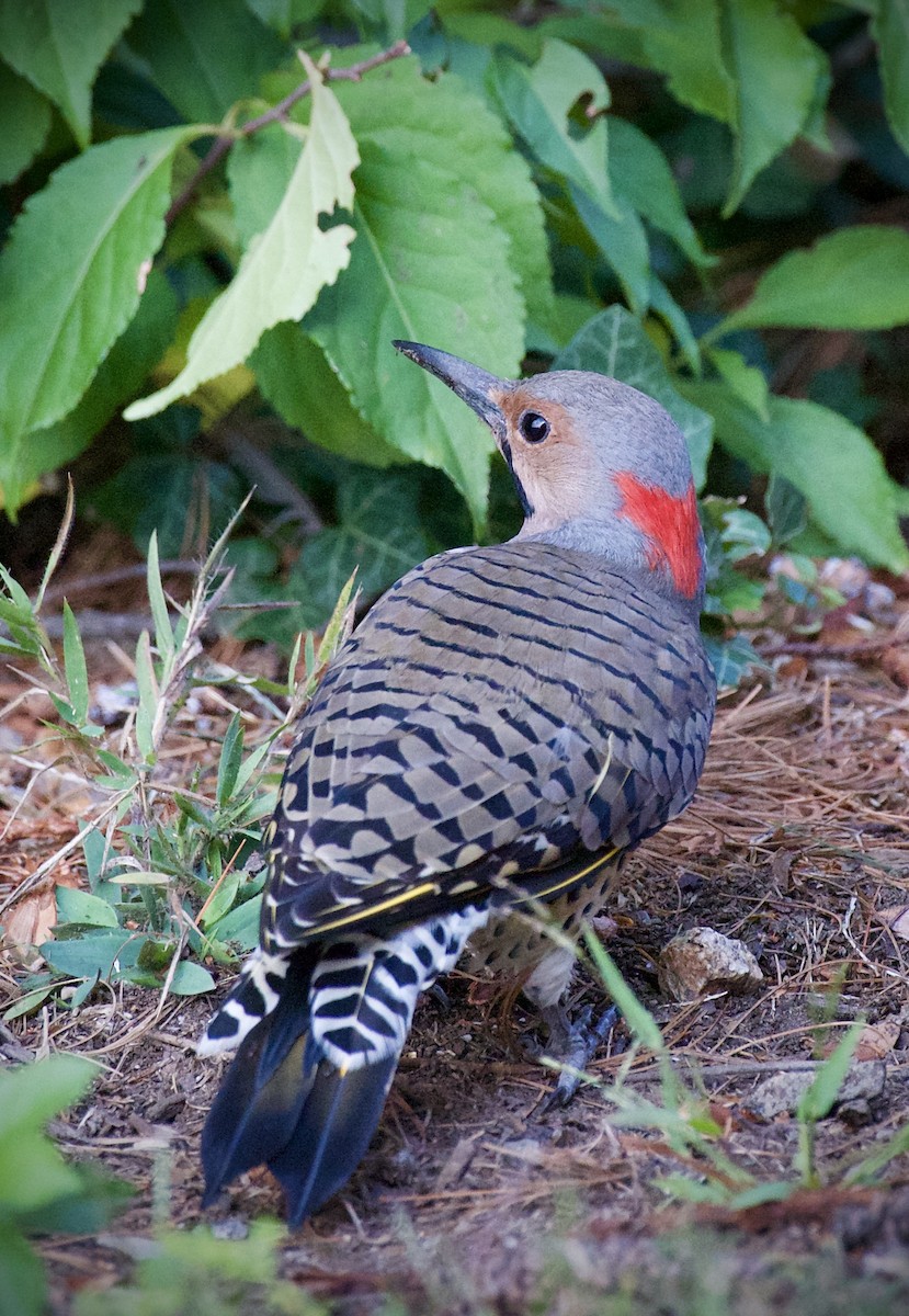 Carpintero Escapulario - ML641835207