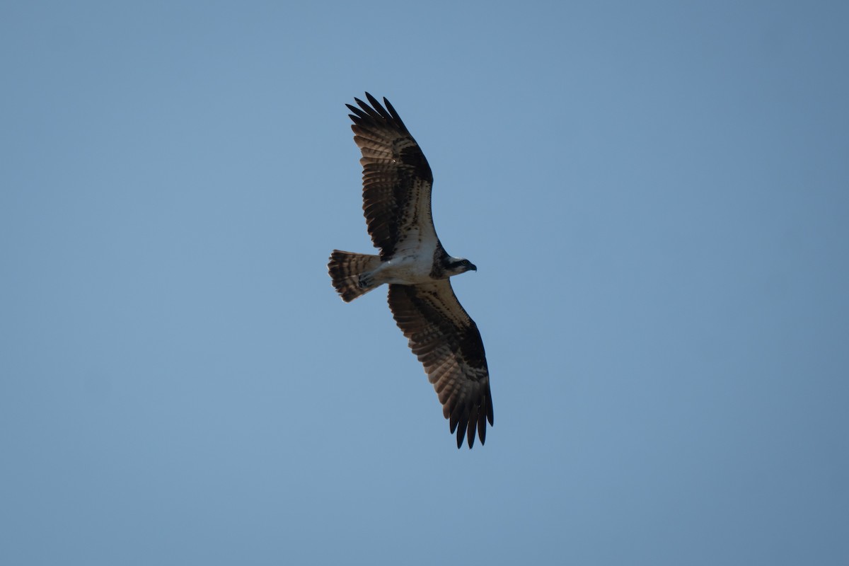 Скопа (haliaetus) - ML641835214