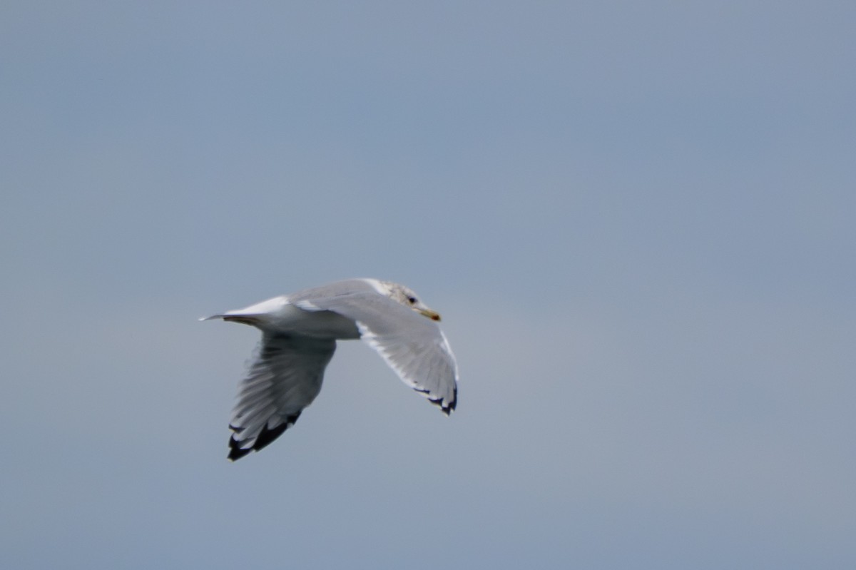 Short-billed Gull - ML641835236