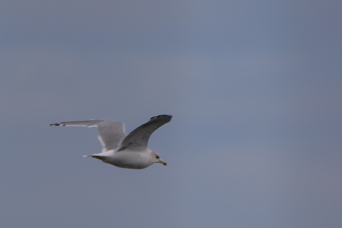Short-billed Gull - ML641835237
