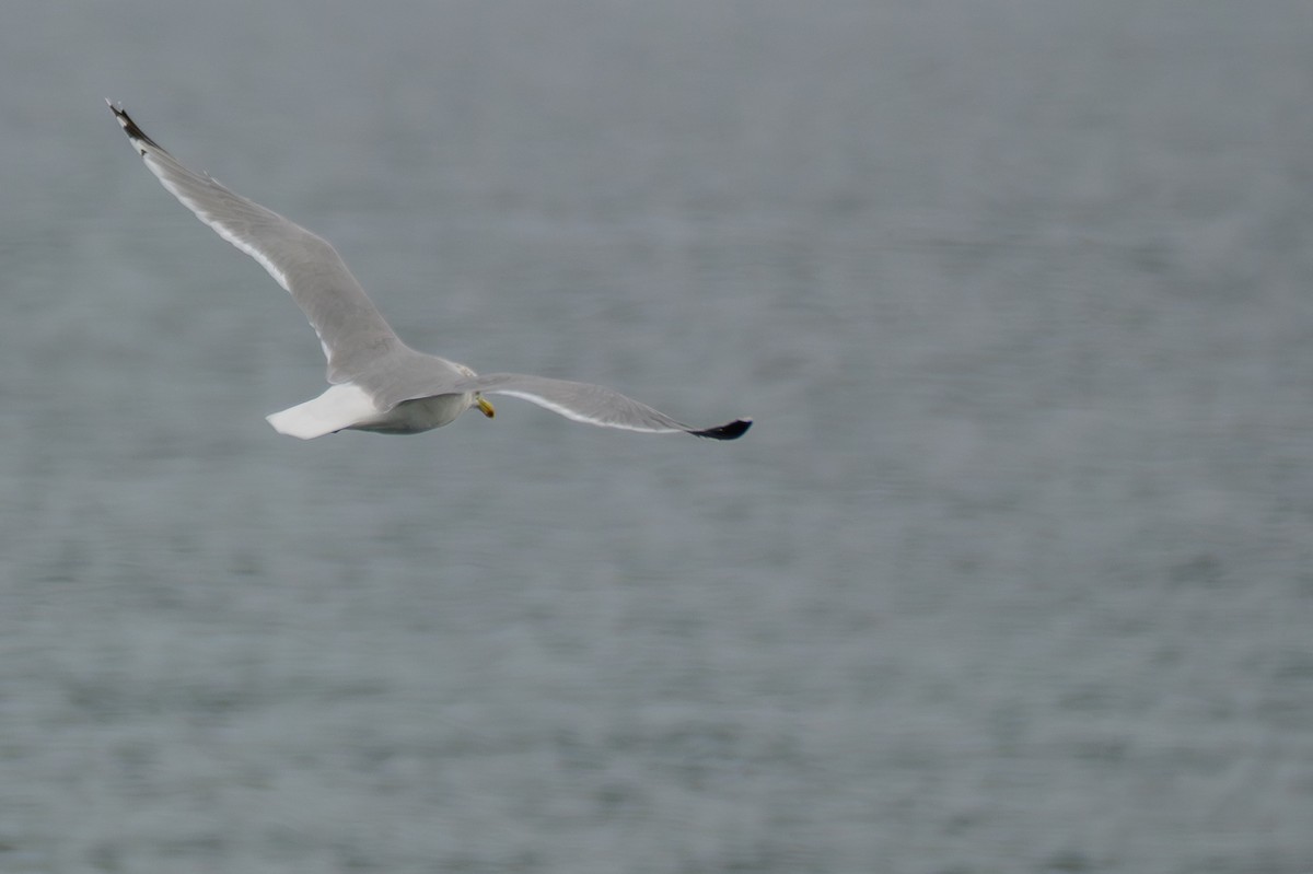 Short-billed Gull - ML641835238