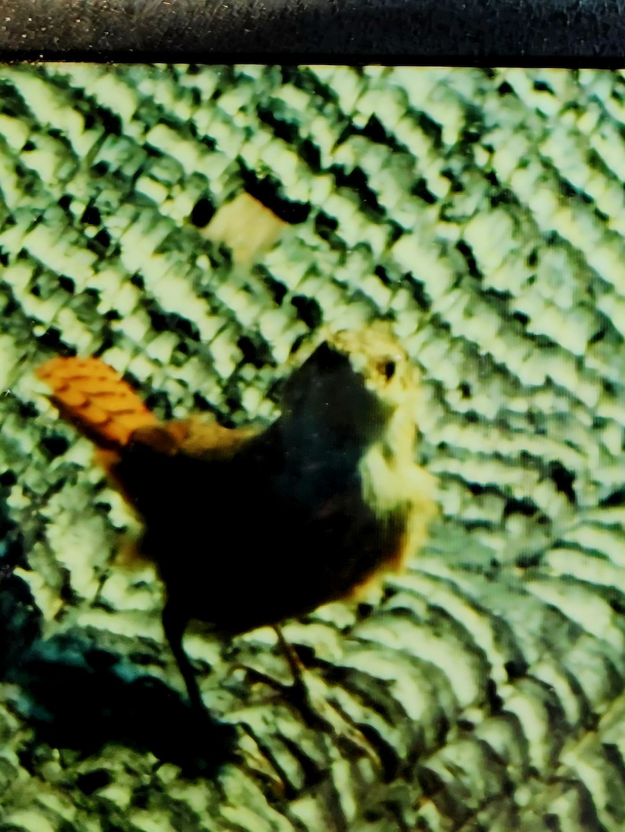 Canyon Wren - ML641835239