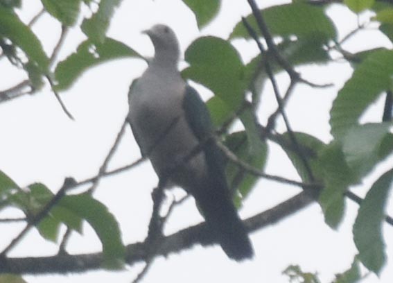 Green Imperial-Pigeon - ML641835249