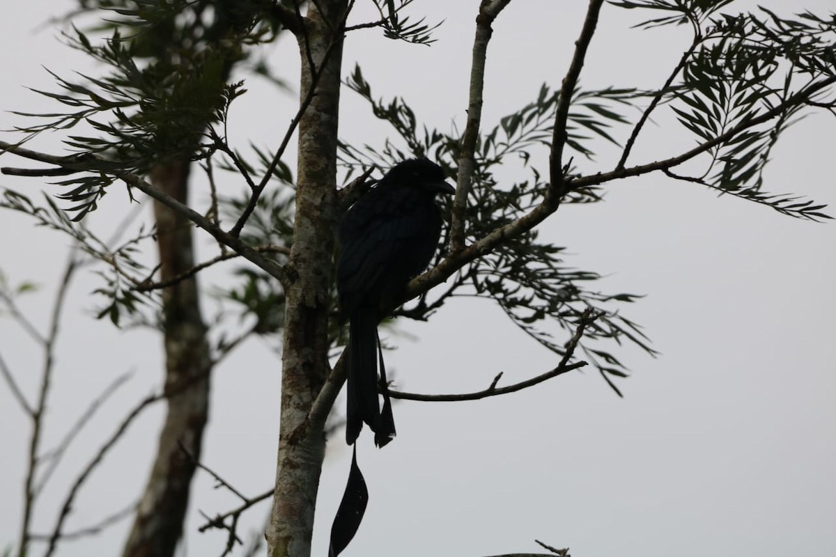 Greater Racket-tailed Drongo - ML641835258