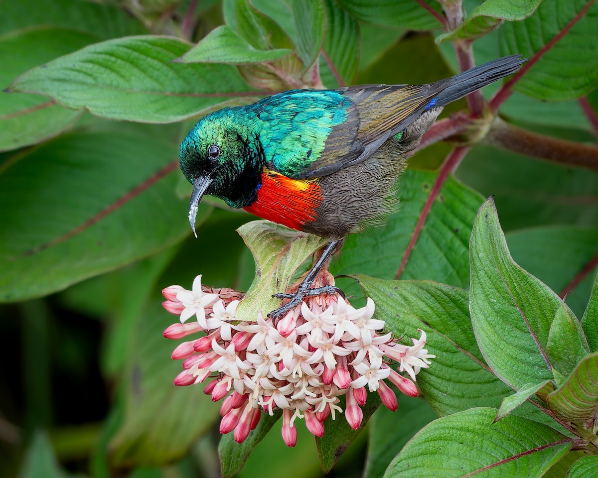 Northern Double-collared Sunbird - ML641835265