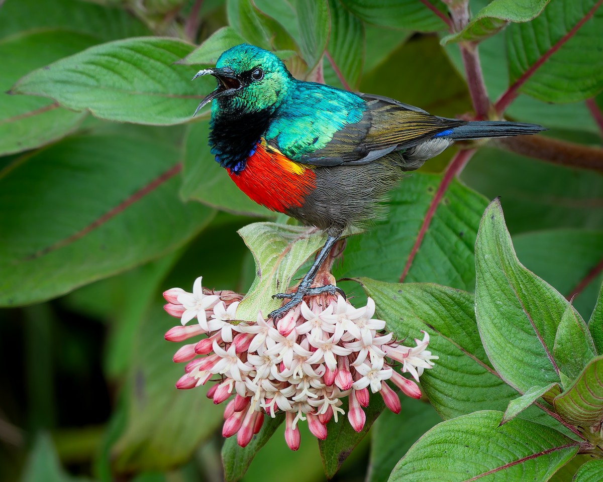 Northern Double-collared Sunbird - ML641835266