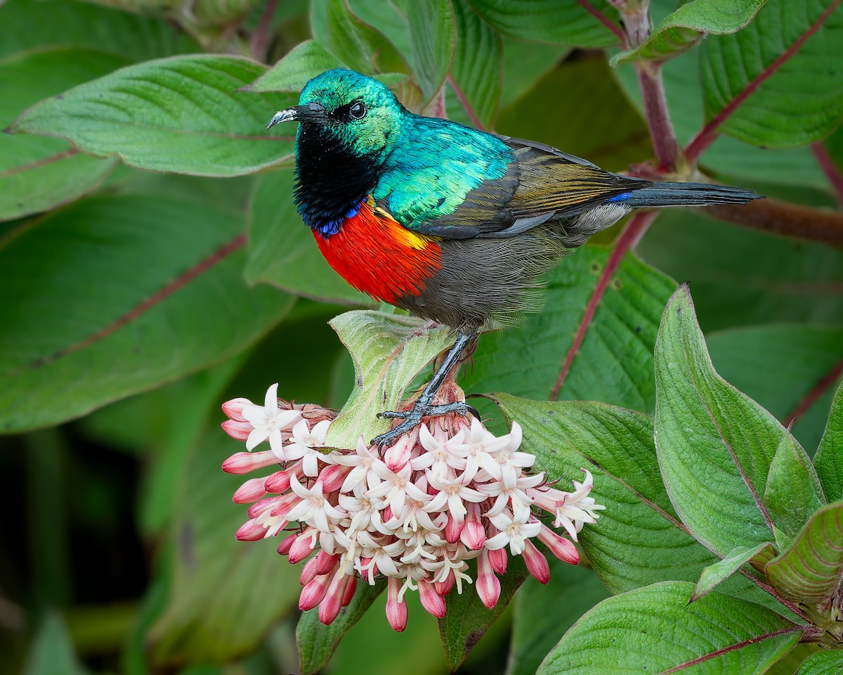 Northern Double-collared Sunbird - ML641835267