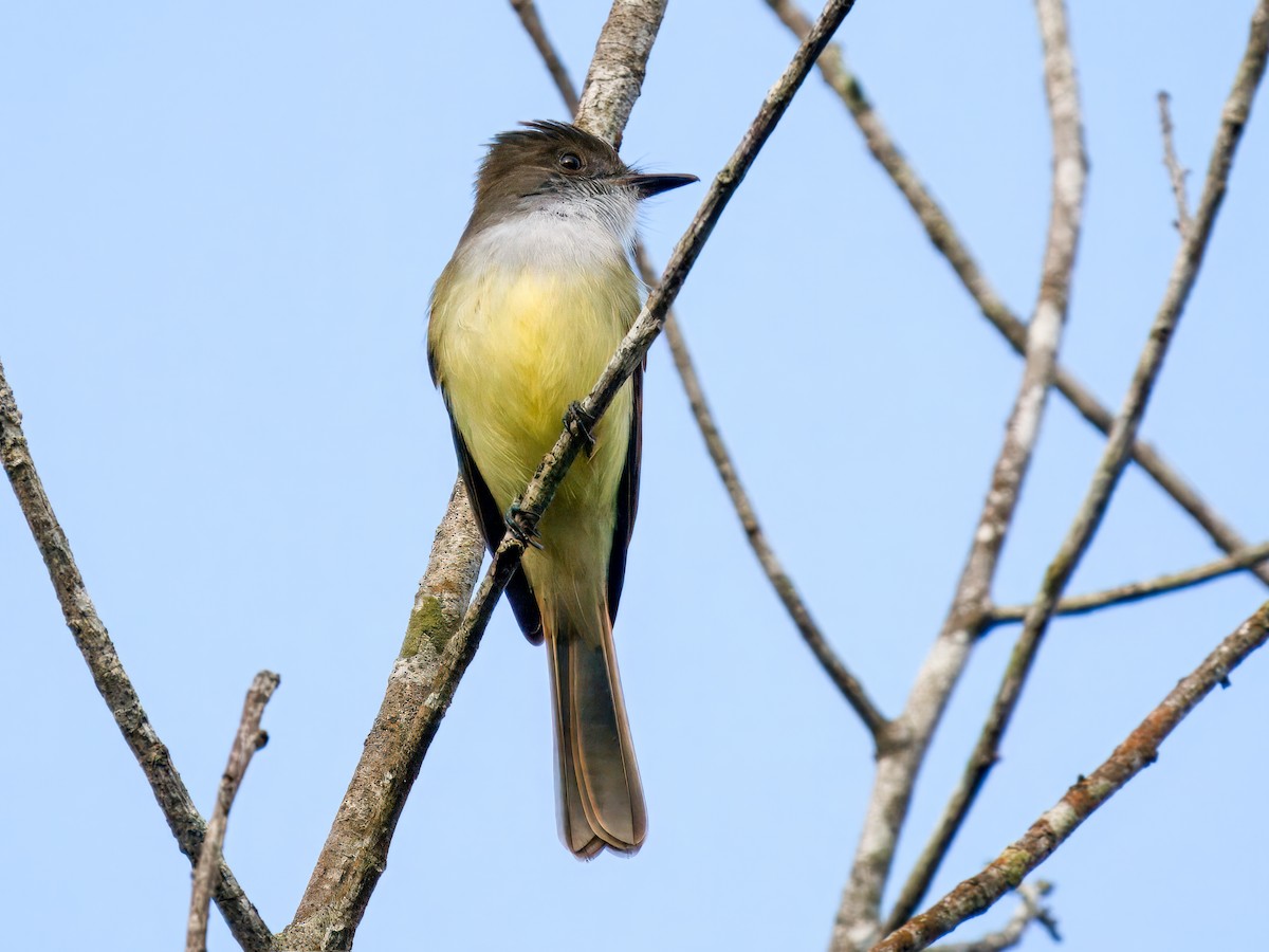 Dusky-capped Flycatcher - ML641835269