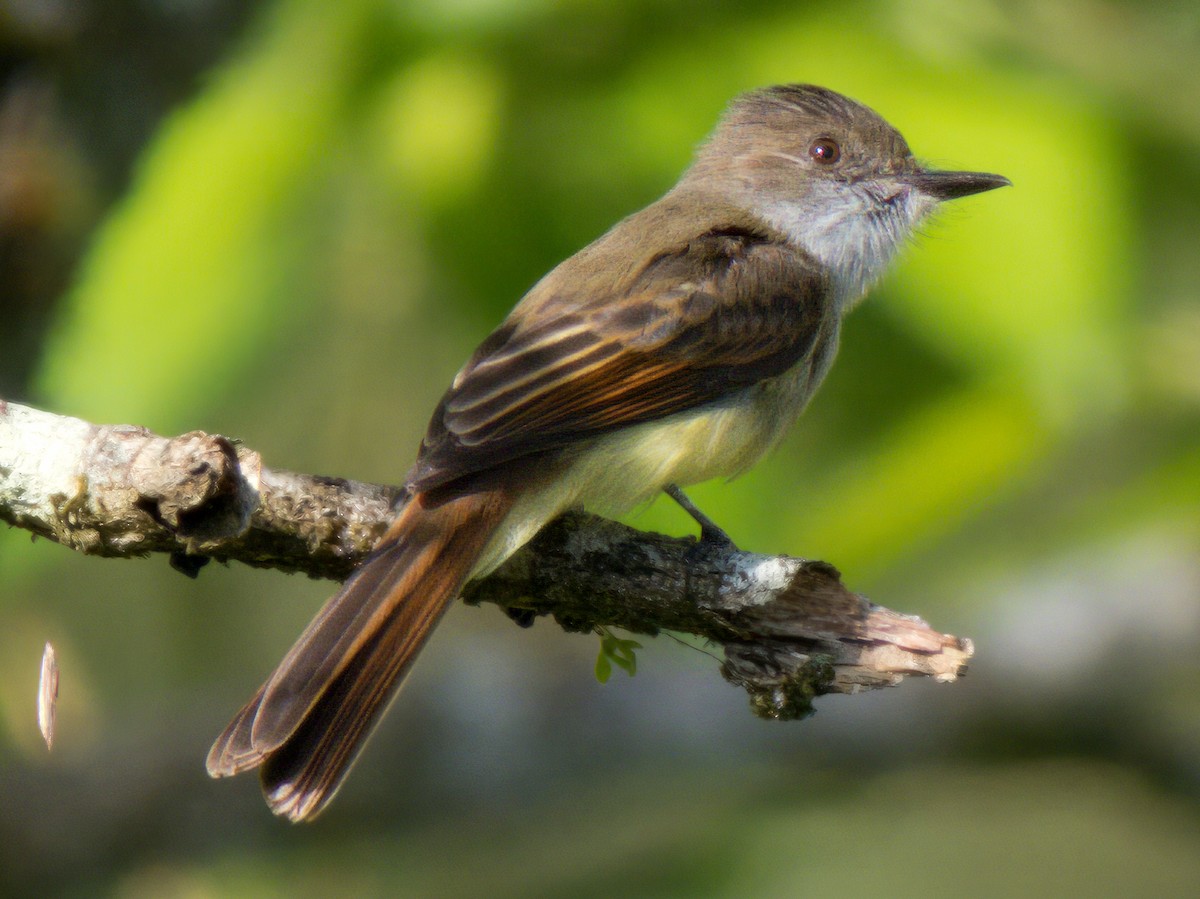 Dusky-capped Flycatcher - ML641835270