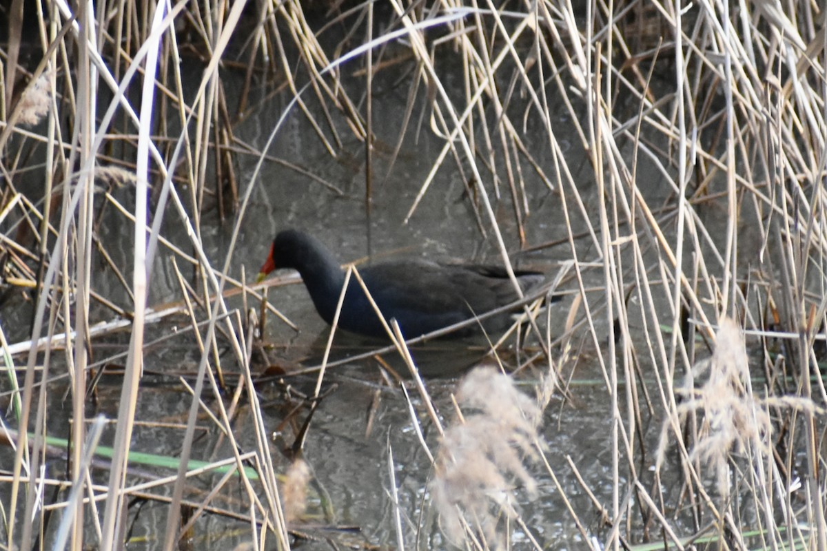 Dusky Moorhen - ML641835283