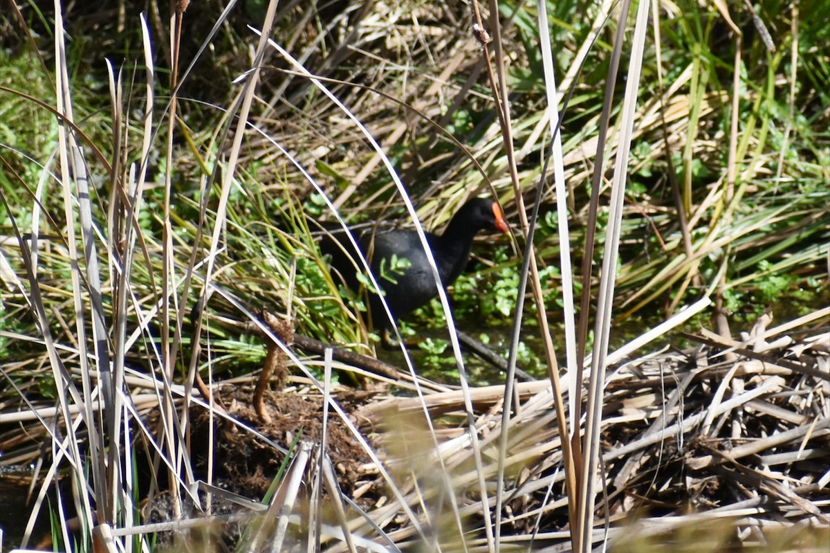 Dusky Moorhen - ML641835284