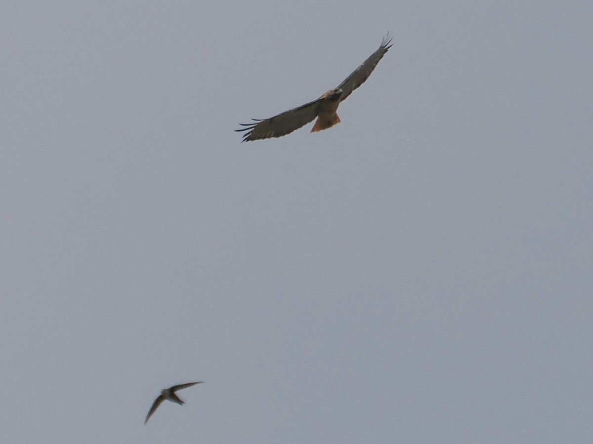 Red-tailed Hawk (calurus/alascensis) - ML641835295